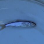 【小物釣り】下手賀川にある小さな排水門前で小物釣り 2025年1月上旬