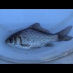 【小鮒釣り タナゴ釣り 小物釣り】草木に覆われた川の池のようなところで小物釣り 2025年1月上旬