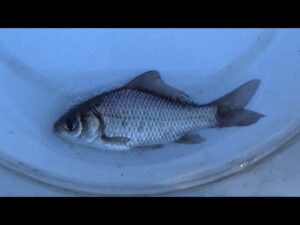 【小鮒釣り タナゴ釣り 小物釣り】草木に覆われた川の池のようなところで小物釣り 2025年1月上旬