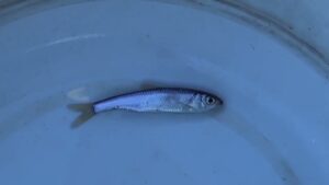 【小物釣り】下手賀川にある小さな排水門前で小物釣り 2025年1月上旬