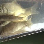 【小鮒釣り 小物釣り】手賀川近くの堀の深いコンクリート用水路で小物釣り 2025年1月中旬