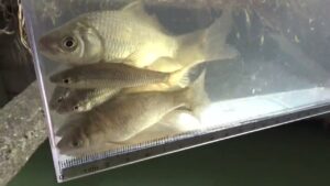 【小鮒釣り 小物釣り】手賀川近くの堀の深いコンクリート用水路で小物釣り 2025年1月中旬