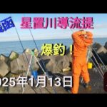 銭函！星置川導流提！爆釣！　2025年1月13日