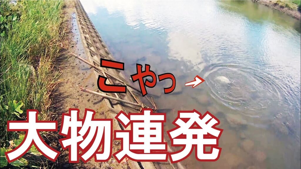川なのにルアーで海の大魚を釣りまくる(226話目)