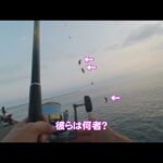 【直江津港第3東防波堤管理釣り場/直江津ハッピーフィッシング】ヒラメ釣り 2024年 9月初旬