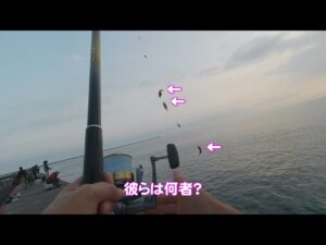 【直江津港第3東防波堤管理釣り場/直江津ハッピーフィッシング】ヒラメ釣り 2024年 9月初旬