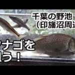 【釣り】印旛沼周辺（江川＆野池）でタナゴを狙う【インスタ360撮影】