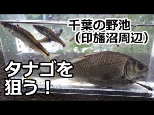 【釣り】印旛沼周辺（江川＆野池）でタナゴを狙う【インスタ360撮影】