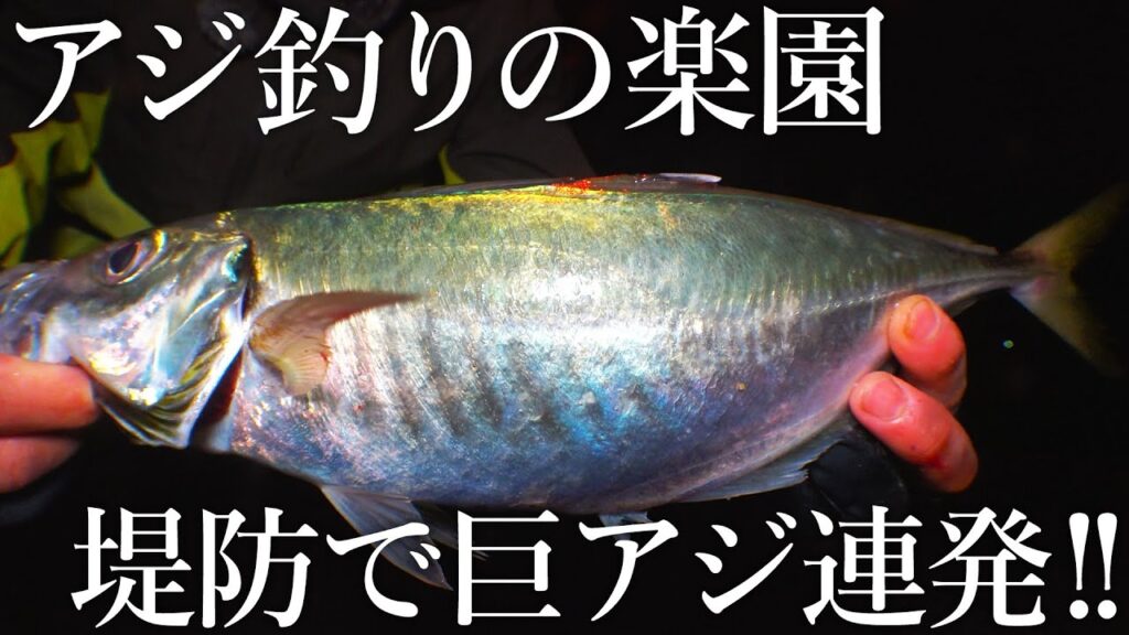 もはや青物…堤防カゴ釣りで40cmのギガアジまで釣れる［アジ釣りの聖地］が異次元すぎました