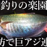 もはや青物…堤防カゴ釣りで40cmのギガアジまで釣れる［アジ釣りの聖地］が異次元すぎました