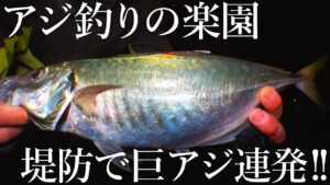 もはや青物…堤防カゴ釣りで40cmのギガアジまで釣れる［アジ釣りの聖地］が異次元すぎました