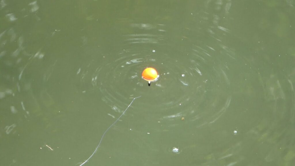 川でウキ釣りしてたら60cm越えの大物が釣れた【ウキが沈む最高の瞬間】