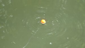 川でウキ釣りしてたら60cm越えの大物が釣れた【ウキが沈む最高の瞬間】