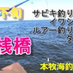 【本牧海釣り施設】7月下旬沖桟橋　サビキ釣りイワシ・アジ　ルアー釣りタチウオ