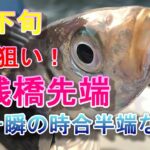 【本牧海釣り施設】沖桟橋先端7月下旬アジ狙い！一瞬の時合半端ない！