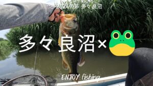 【7月バス釣り】 多々良沼×🐸!!