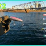 【シーバス】BlueBlueのルアーを投げたかった【江戸川】