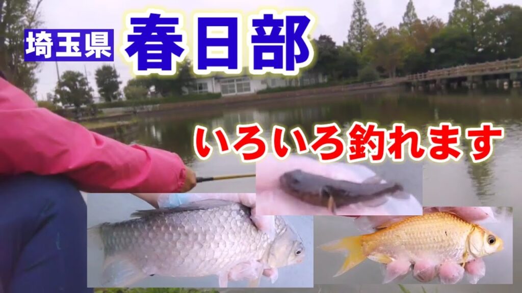 ヘラ師帰るとチャンスが来る釣り場【薬師沼親水公園】Fishing Girl | Best Fishing Video