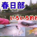 ヘラ師帰るとチャンスが来る釣り場【薬師沼親水公園】Fishing Girl | Best Fishing Video