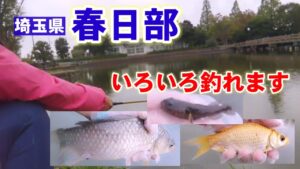 ヘラ師帰るとチャンスが来る釣り場【薬師沼親水公園】Fishing Girl | Best Fishing Video