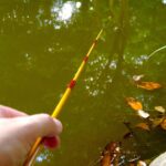 【タナゴ釣り初心者】東京と埼玉の境にある沼でタナゴ釣り｜Float Fishing|Small Fishing｜