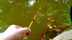 【タナゴ釣り初心者】東京と埼玉の境にある沼でタナゴ釣り｜Float Fishing|Small Fishing｜