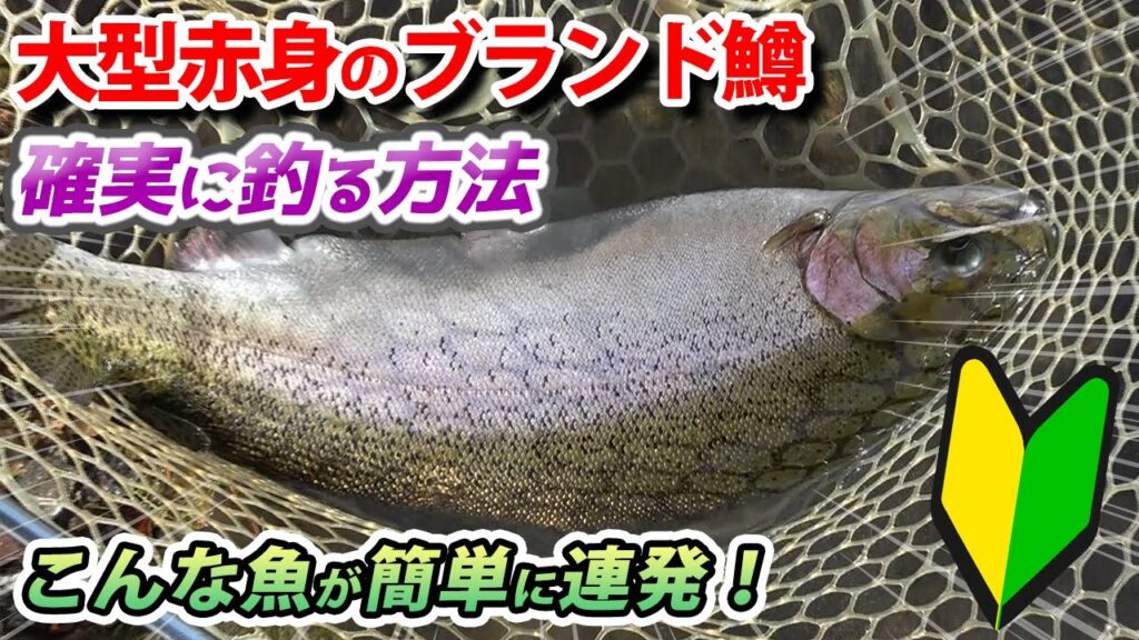 エリアトラウト初心者でも簡単に大型魚を釣る方法を教えます！【あいづフィッシングエリア・管理釣り場・ハートデザイン・HartDesign】