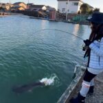 埼玉県に新しくできたエリアトラウトがヤバすぎる！【管理釣り場・弁天閣TSURIBORI】