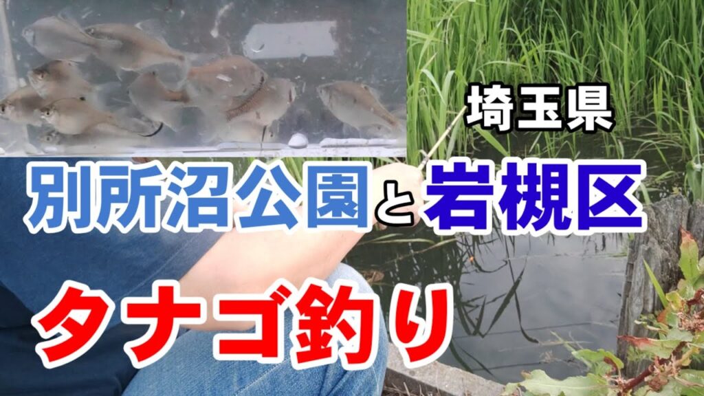 タナゴ釣りと小物釣り大会【別所沼公園】【岩槻区用水路】【Tanago】【bobber fishing】microfishing videos in japan