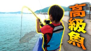 【釣り】高級魚 VS 小学生 　※奇跡が起きた!!