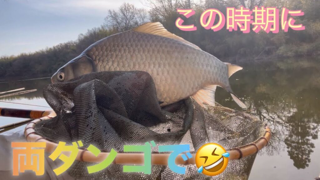 《へらぶな釣り to 川田谷沼》両ダンゴの方が浮きが動いた😂リベンジ出来て良かっただぁ🤣