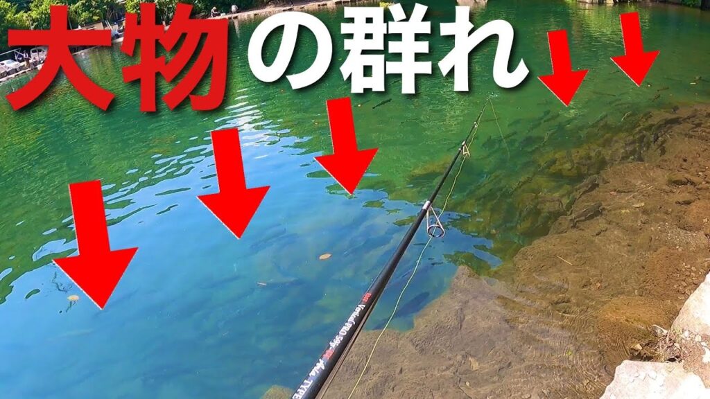 【大物が大量！】有名な管理釣り場はデカマスが大量にいる【エリアトラウト　管釣り　すそのフィッシングパーク　trout fishing】