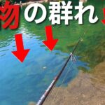 【大物が大量！】有名な管理釣り場はデカマスが大量にいる【エリアトラウト　管釣り　すそのフィッシングパーク　trout fishing】