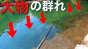 【大物が大量！】有名な管理釣り場はデカマスが大量にいる【エリアトラウト　管釣り　すそのフィッシングパーク　trout fishing】