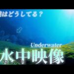 【川釣り】厳寒期の河川で魚達はどうしてる？〜水中映像〜　#冬の釣り #バス釣り #underwater
