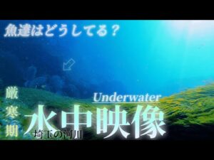 【川釣り】厳寒期の河川で魚達はどうしてる?〜水中映像〜 #冬の釣り #バス釣り #underwater