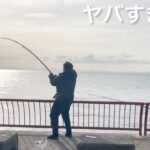 【神戸平磯海釣り公園】１２月に釣れる怪物魚がホントにヤバすぎた！！　明石海峡　大阪湾　コブダイ