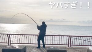 【神戸平磯海釣り公園】12月に釣れる怪物魚がホントにヤバすぎた!! 明石海峡 大阪湾 コブダイ