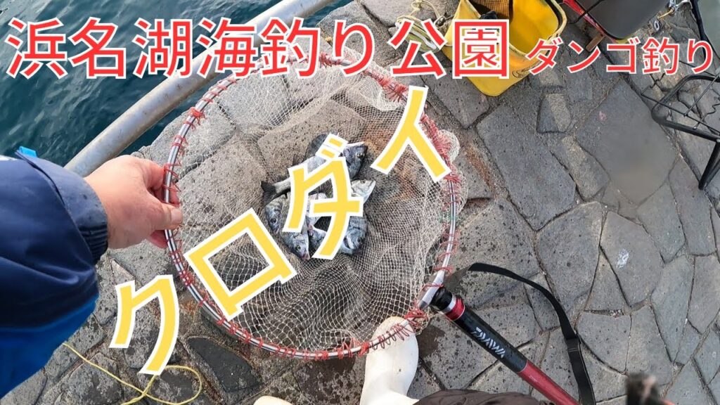 海釣り公園チンタを躱して中型狙い