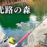 風花舞う発光路の森で良型トラウトに挑む。冬の静寂を破る美しき１匹との出会い【エリアトラウト】【管理釣り場】