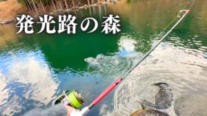 風花舞う発光路の森で良型トラウトに挑む。冬の静寂を破る美しき1匹との出会い【エリアトラウト】【管理釣り場】