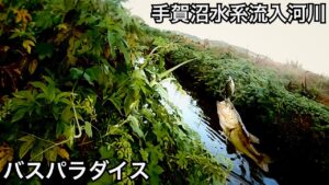 関東で今一番釣れてる手賀沼でバス釣り