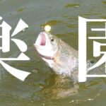 ず～っと釣れ続ける・・楽園のような釣り場が存在した【エリアトラウト】