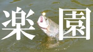 ず～っと釣れ続ける・・楽園のような釣り場が存在した【エリアトラウト】