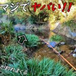 怖い！！釣れて過ぎて怖い！！