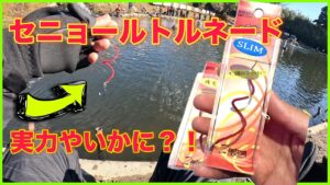 話題のあのルアー”セニョールトルネード”の実力やいかに!【セニョールトルネード】【エリアトラウト】【管理釣り場】【宮城アングラーズヴィレッジ】【セニョルド】