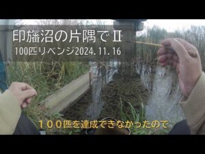 印旛沼で小物釣り１００匹（タナゴも）