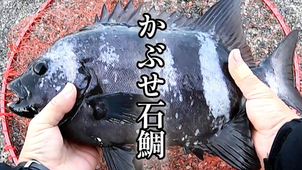 港に車を横付けして石鯛を釣る！【かぶせ釣り】