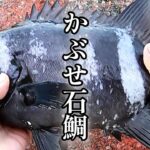 港に車を横付けして石鯛を釣る！【かぶせ釣り】