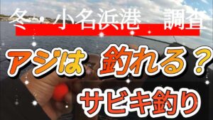 冬の小名浜港でサビキ釣り!アジ!